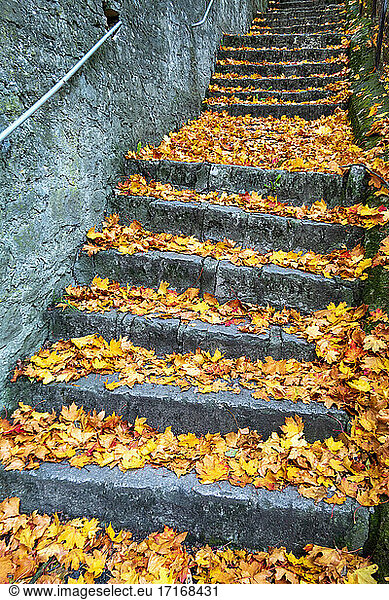 Germany  Bavaria  Wurzburg  Stone steps covered in fallen autumn leaves