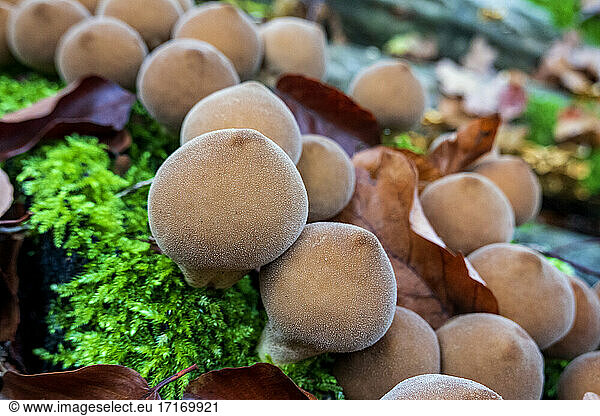 Germany  Bavaria  Wurzburg  Umber-brown puffball (Lycoperdon umbrinum)