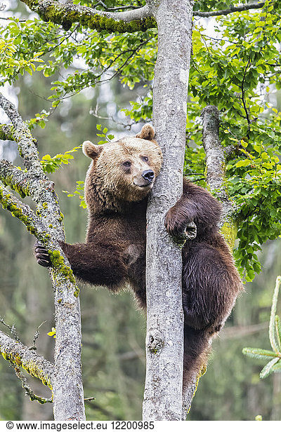 Germany  Bavarian Forest National Park  animal Open-air site Neuschoenau  brown bear  Ursus arctos  climbing