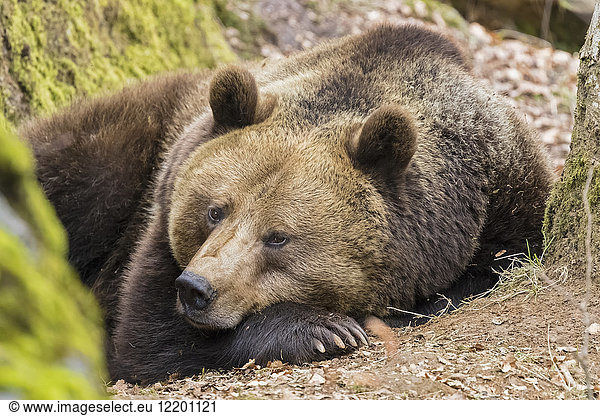 Germany  Bavarian Forest National Park  animal Open-air site Neuschoenau  brown bear  Ursus arctos  young animal lying