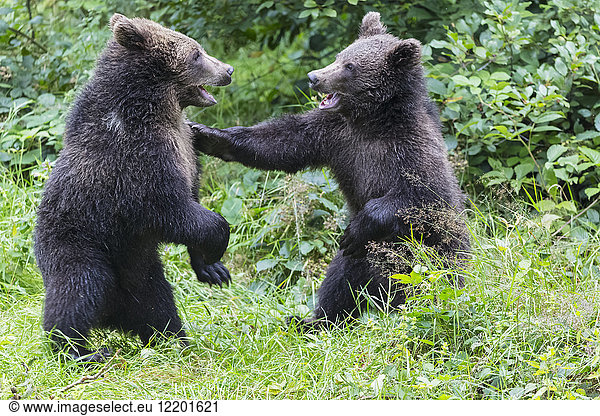 Germany  Bavarian Forest National Park  animal Open-air site Neuschoenau  brown bear  Ursus arctos  young animals playing