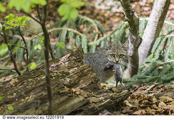 Germany  Bavarian Forest National Park  animal Open-air site Neuschoenau  wild cat  Felis silvestris  with prey