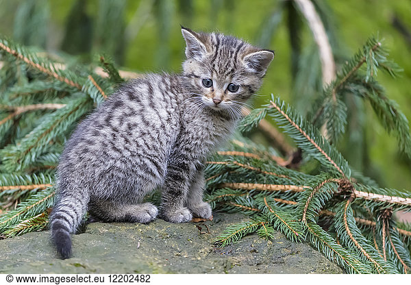 Germany  Bavarian Forest National Park  animal Open-air site Neuschoenau  wild cat  Felis silvestris  young animal