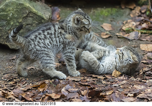 Germany  Bavarian Forest National Park  animal Open-air site Neuschoenau  wild cat  Felis silvestris  young animals playing