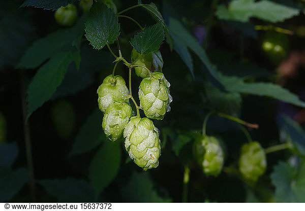 Germany  Bayern  Flowers of common hop growing in spring