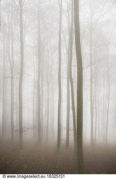 Germany  beech trees in the fog