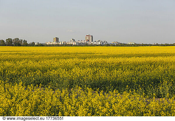 Germany  Berlin  Vast oilseed rape field with city skyline in distant background