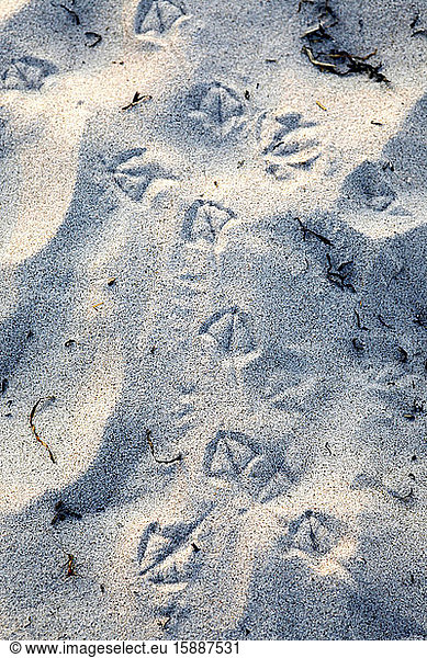 Germany  Bird tracks on sand