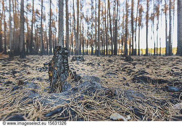 Germany  Brandenburg  Beelitz  Pine Forest  slash and burn