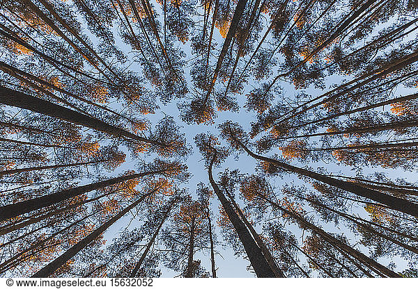 Germany  Brandenburg  Beelitz  Pine Forest  worm's eye view