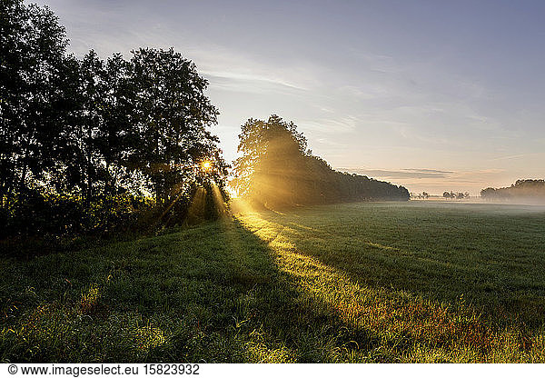 Germany  Brandenburg  Countryside meadow at foggy sunrise