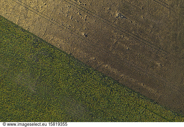 Germany  Brandenburg  Drone view of sunflower field