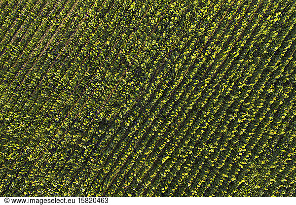 Germany  Brandenburg  Drone view of sunflower field