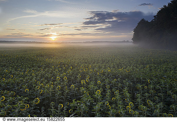 Germany  Brandenburg  Drone view of vast sunflower field at foggy sunrise