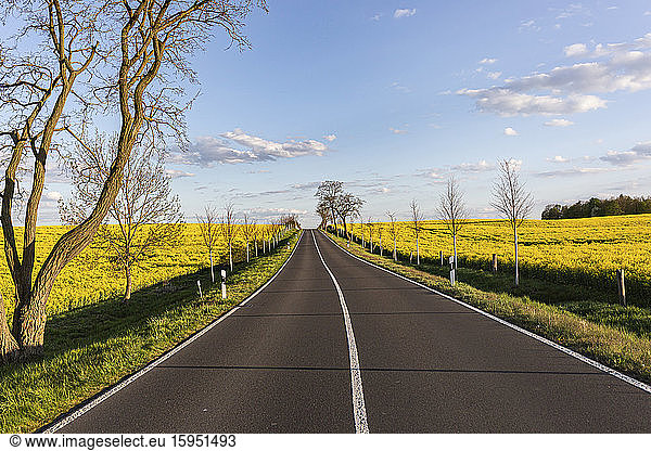 Germany  Brandenburg  Empty country road stretching between oilseed rape fields in spring