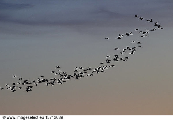Germany  Brandenburg  Flock of cranes flying against sky at dusk