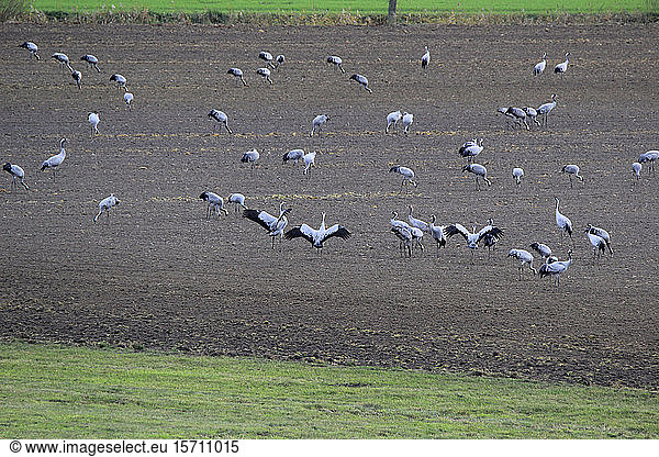 Germany  Brandenburg  Flock of cranes grazing in autumn field