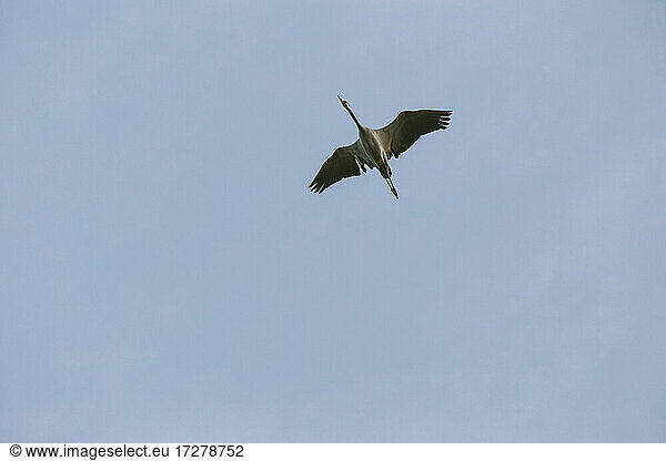 Germany  Brandenburg  Linum  Crane flying against clear blue sky