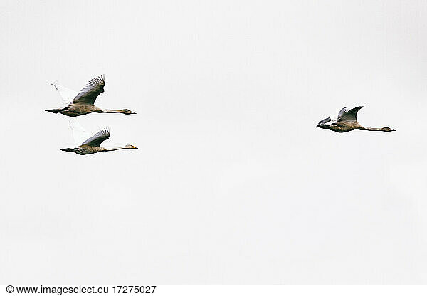 Germany  Brandenburg  Linum  Three geese flying against clear white sky
