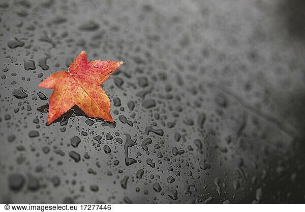 Germany  Brandenburg  Potsdam  Red autumn leaf lying on black surface covered in raindrops