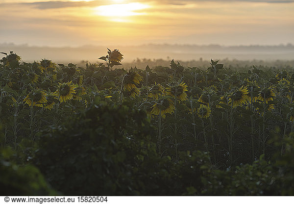 Germany  Brandenburg  Sunflower field at foggy sunrise