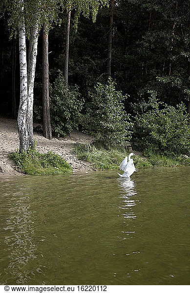 Germany  Brandenburg  Swan in lake
