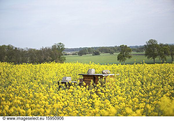 Germany  Brandenburg  Teltow-Flaming  Beehive standing in oilseed rape field in summer