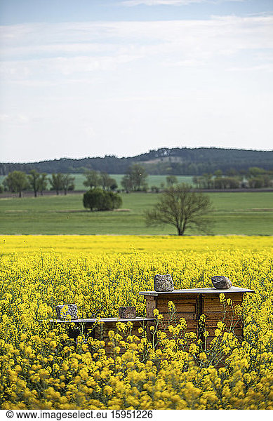 Germany  Brandenburg  Teltow-Flaming  Beehive standing in oilseed rape field in summer