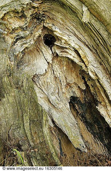 Germany  Brandenburg  Wustermark  detail of tree trunk damaged by storm