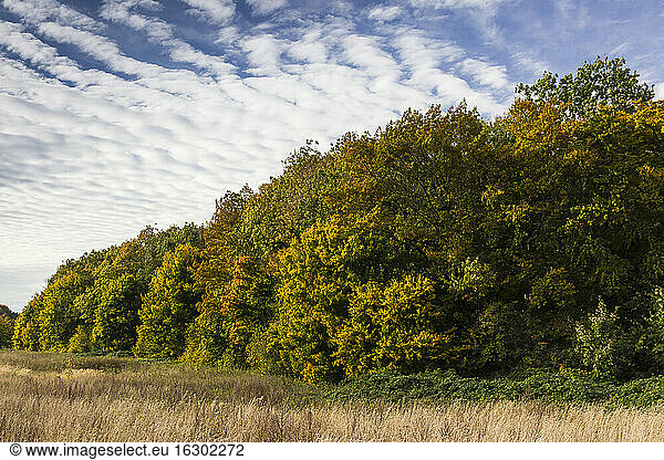 Germany  Brodten  Autumnal trees