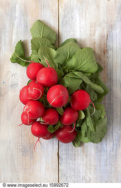 Germany  Bunch of ripe radishes