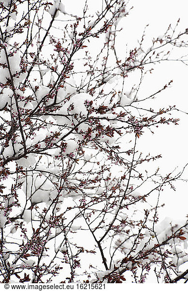 Germany  Cherry blossom tree in winter