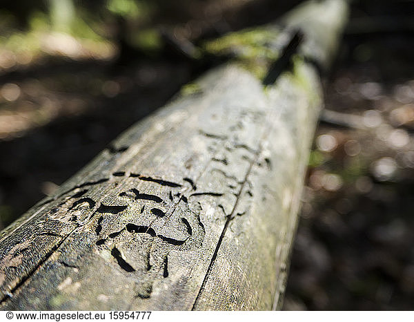 Germany  Close-up of beetle scuff marks on bark of fallen tree