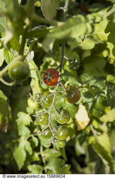 Germany  Close-up of bunch of growing tomatoes