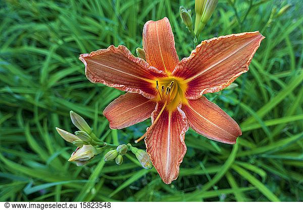 Germany  Close-up of fire lily (Lilium bulbiferum) blooming outdoors