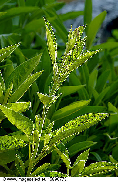 Germany  Close-up of growing sage