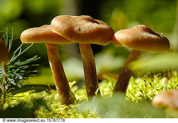 Germany  Close-up of sheathed woodtufts (Kuehneromyces mutabilis) growing in forest