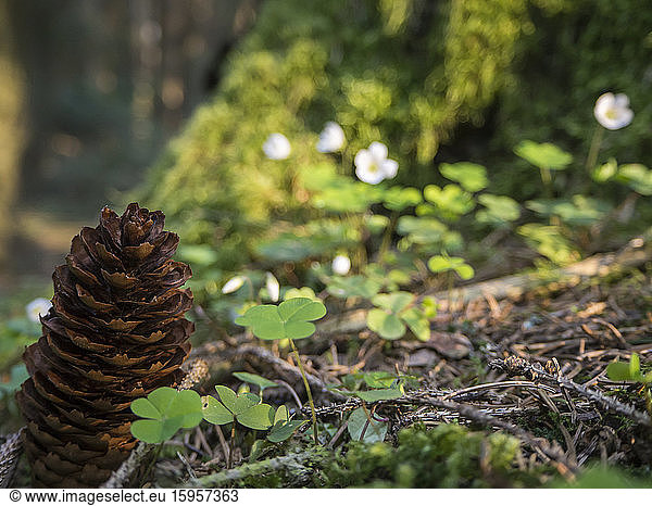 Germany  Close-up of spruce cone lying on ground in Upper Palatinate Forest