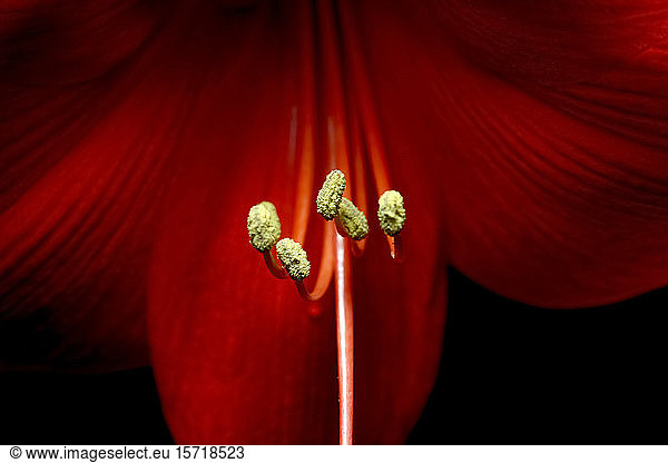 Germany  Close-up of stamens of red blooming amaryllis flower
