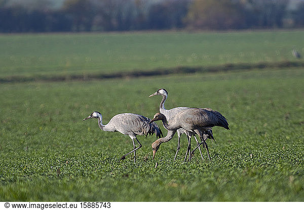 Germany  Common cranes (Grus grus) grazing in field