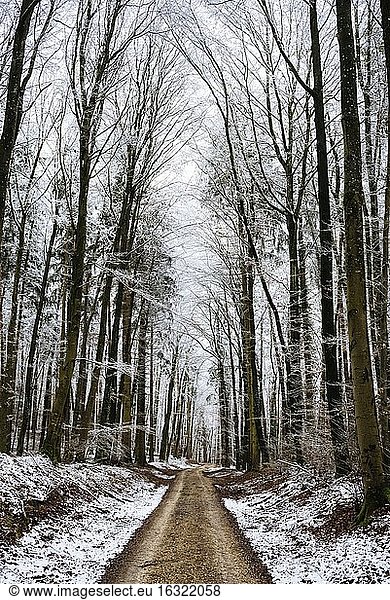 Germany  Constance district  forest track through beech forest in winter