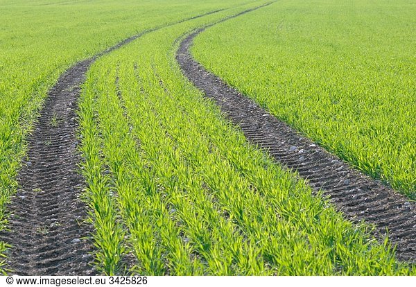 Germany  Corn plants in field  spring