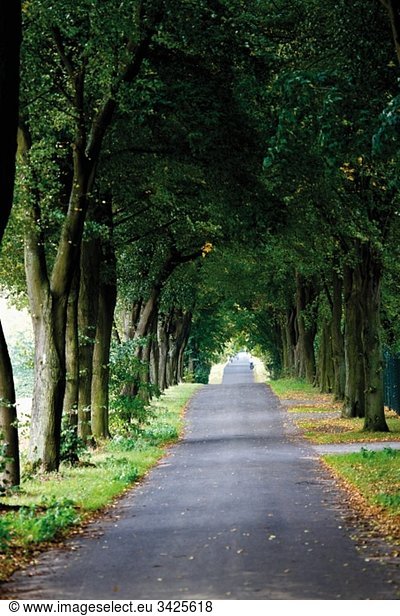 Germany  Country road lined with trees