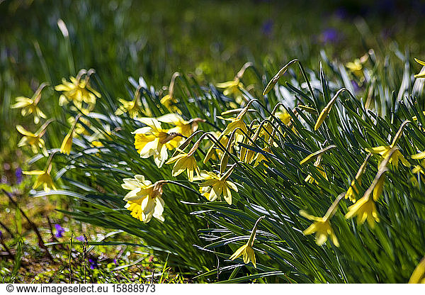 Germany  Daffodils blooming in spring