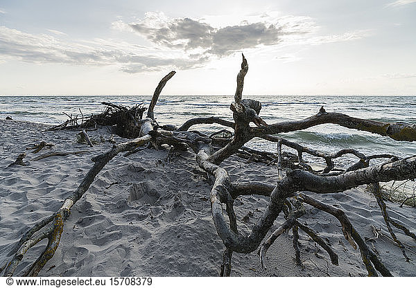 Germany  Darss  Driftwood on beach