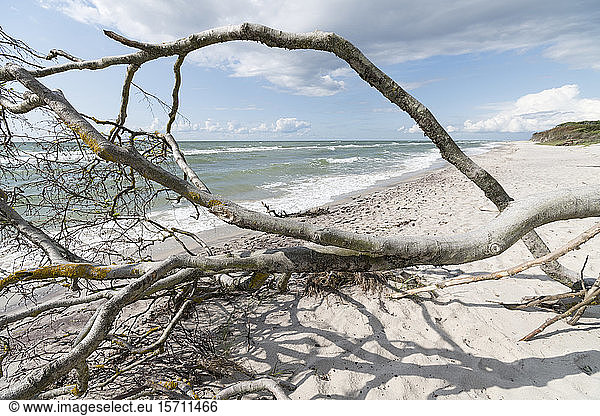Germany  Darss  Driftwood on beach