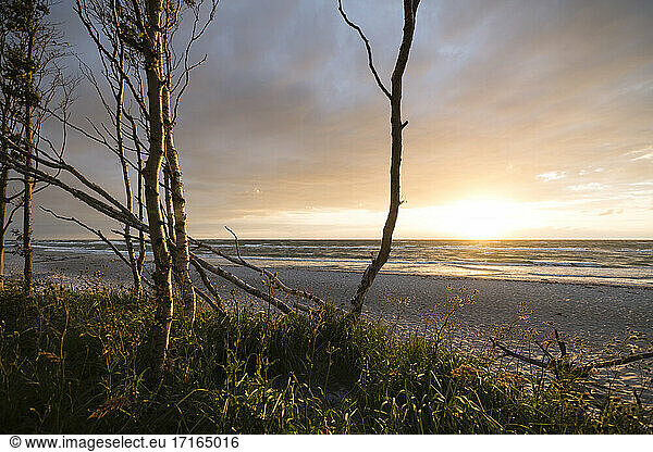 Germany  Darss  Weststrand sandy beach with trees at sunset