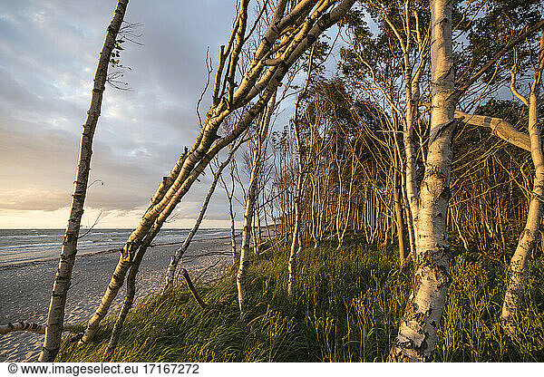 Germany  Darss  Weststrand sandy beach with trees at sunset