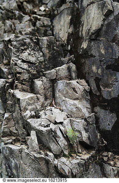 Germany  European Larch growing on rock in alps