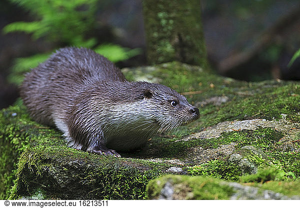Germany  European otter (Lutra lutra)